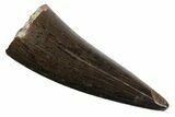 Serrated, Fossil Phytosaur Tooth - Arizona #145009-1